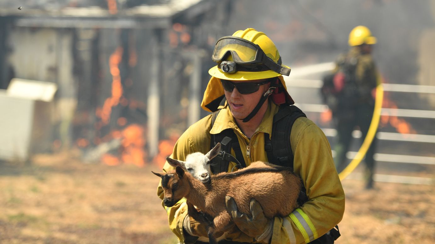 A firefighter rescues a goat from a burning home in Lower Lake on Sunday. By Monday (August 15) afternoon, the Clayton fire had grown to more than 4,000 acres. 