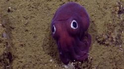 stubby squid cuttlefish