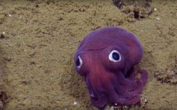 The exploration vessel Nautilus earlier found an interesting squid specimen. 