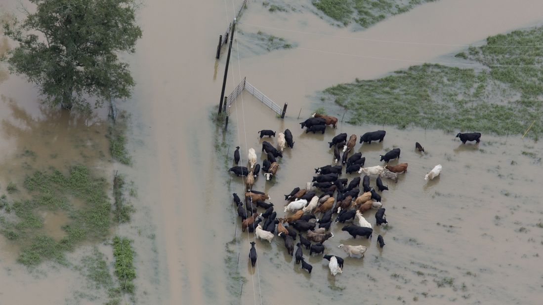 Cattle huddle together in floodwaters near Hammond on August 13.
