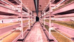 underground farm london 1