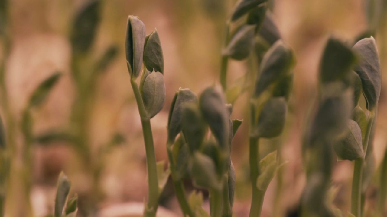 "Micro greens" are grown hydroponically on beds of recycled carpet.