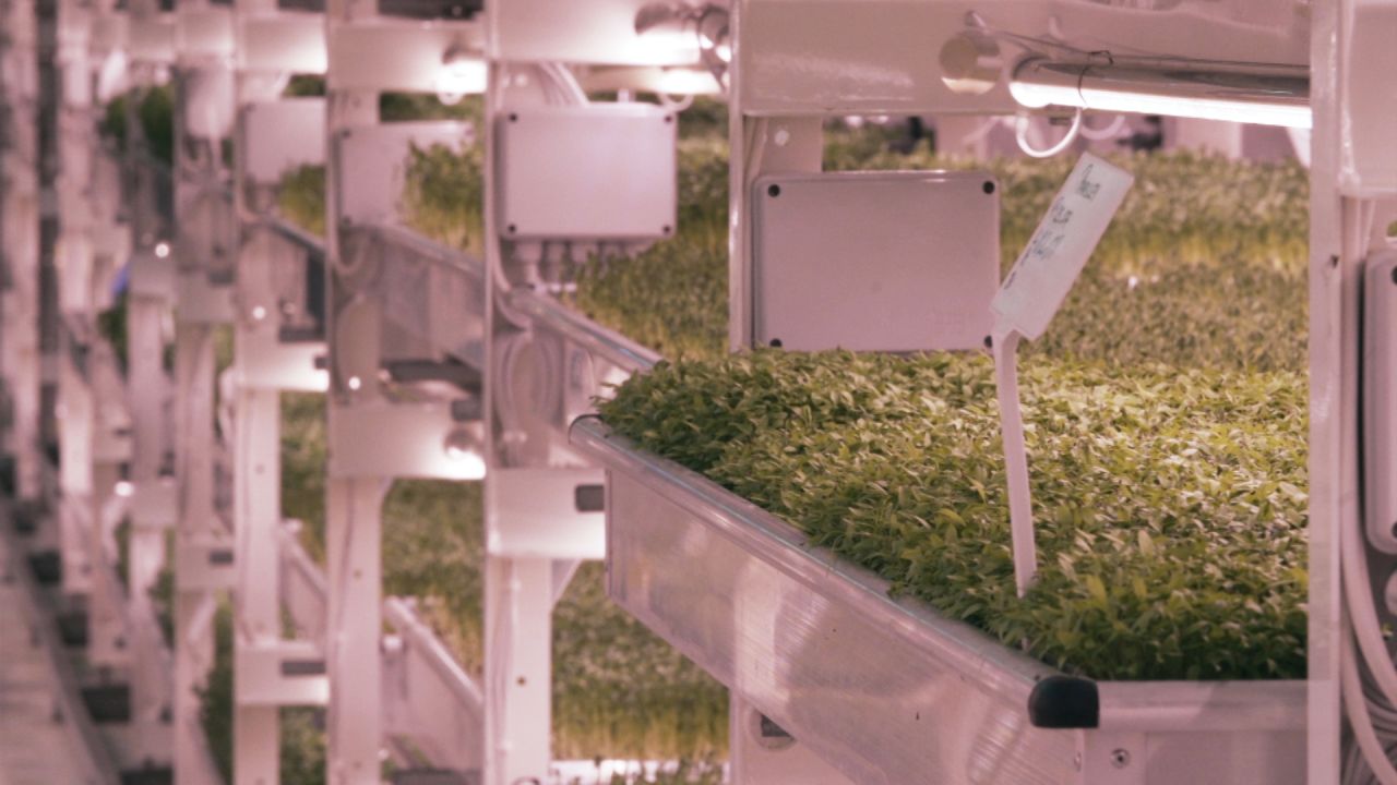 Built to shelter 8,000 people, the tunnel now houses shelves of growing herbs.