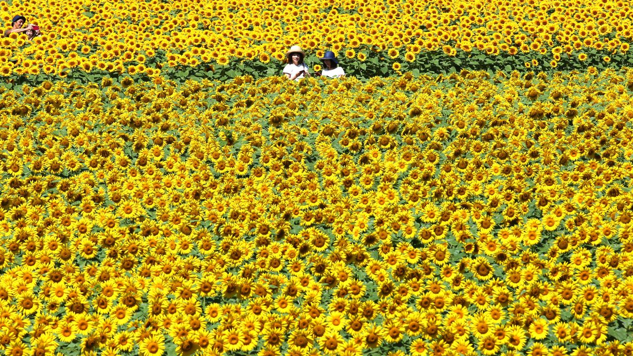 Few things say summer quite like a sea of sunflowers. This field is part of the Serakogen Nojo flower farm in Sera, Japan, where a million-plus tall flowers are blooming during its annual sunflower festival held through August 20.
