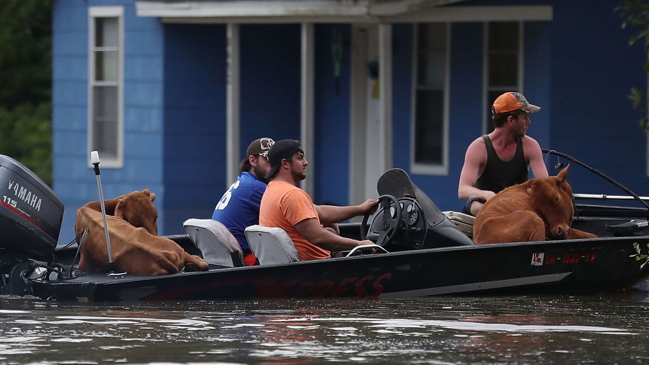 Rescuers move cattle across a flooded street to dry land in Sorrento, Louisiana.