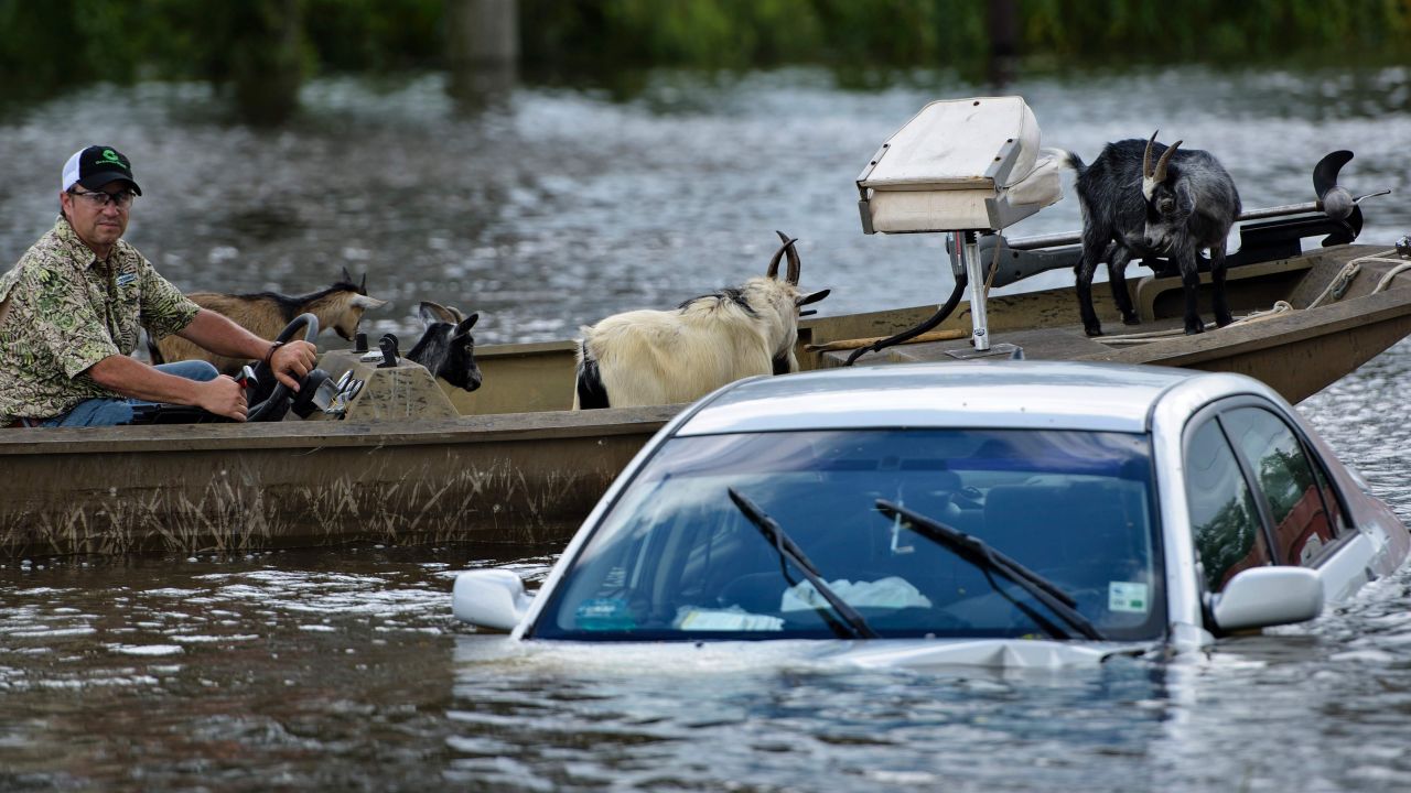 A man navigates a boat of rescued goats in Gonzales, Louisiana.