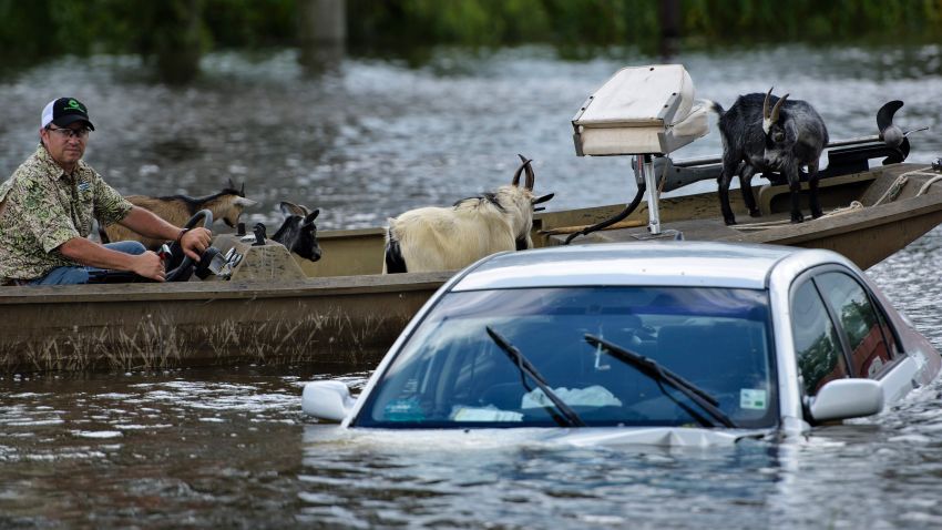 A man navigates a boat of rescued goats past a partially submerged car after flooding on August 16, 2016 in Gonzales, Louisiana.