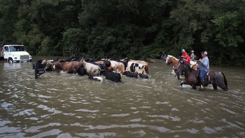 Cattle are driven through a flooded road in Sorrento as they are herded to trucks on August 16.