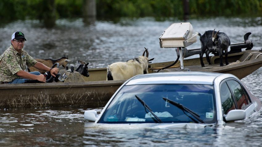 A man navigates a boat of rescued goats past a partially submerged car after flooding on August 16 in Gonzales, Louisiana.