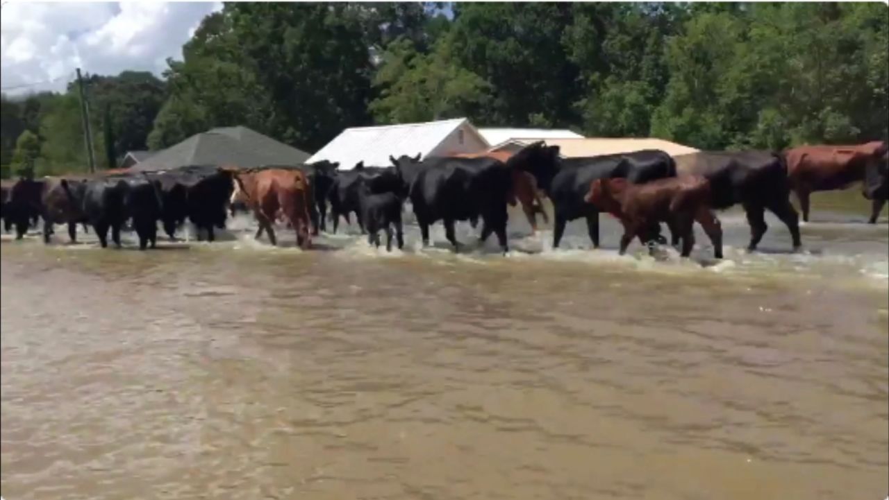 Cattle in Louisiana flood