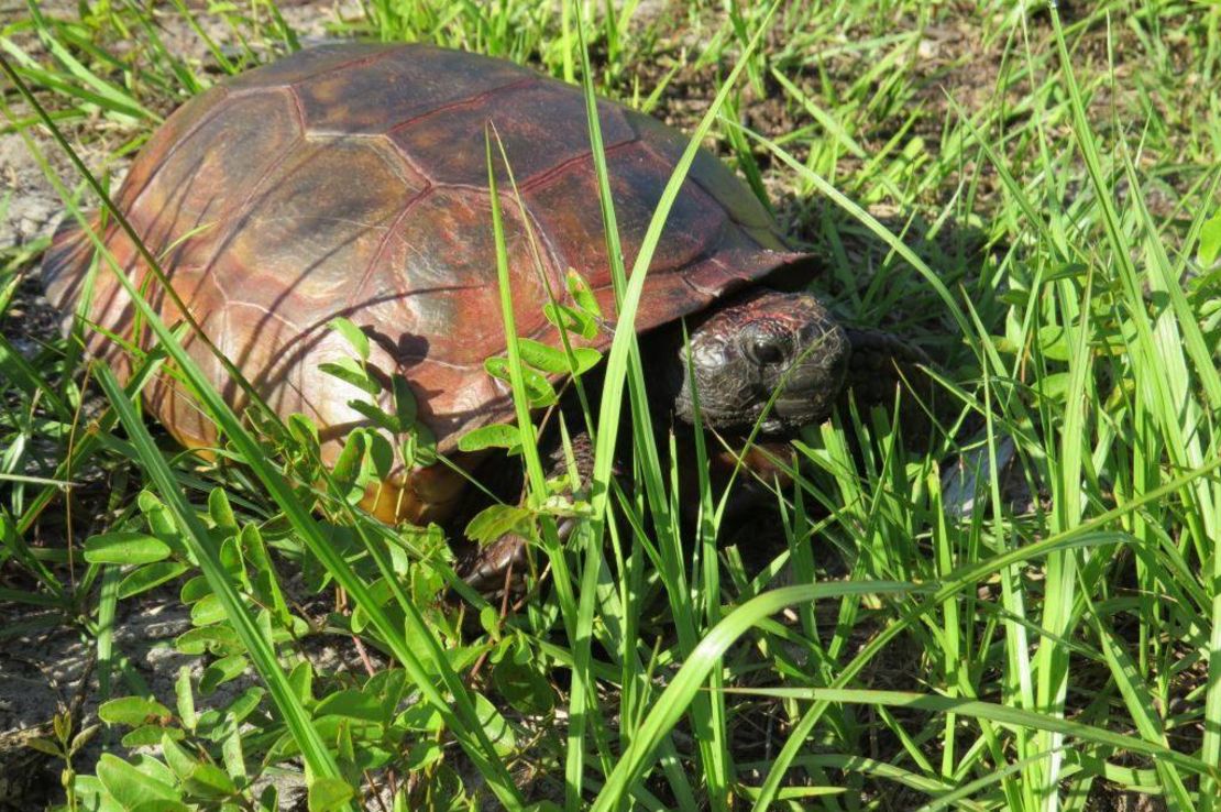 Vandals painting birds, turtles in Florida | CNN