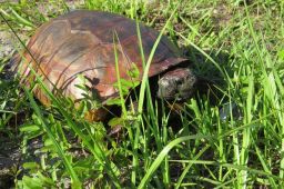 Vandals Painting Birds, Turtles In Florida 