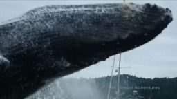whale stuns kayakers 02