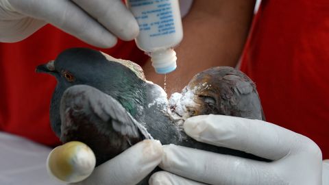 An Indian volunteer holds a pigeon who sustained injuries from "manja" (a strong string coated with powdered glass or other abrasives used to fly kites) on Makar Sankranti in Mumbai on January 14, 2013.
