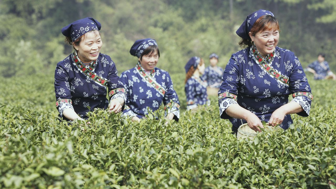Tea pickers in the outskirts of Hangzhou of Zhejiang Province, China.