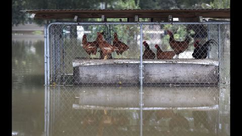 Flooding affects a chicken coop in Sorrento on August 17.