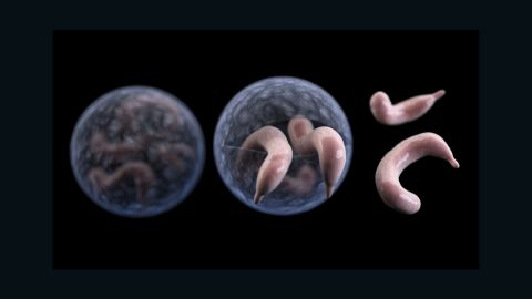 Cryptosporidium, also known as "Crypto"