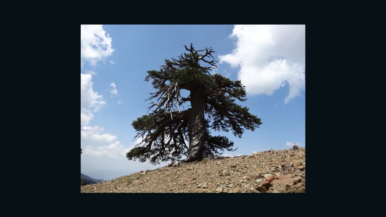 Adonis, a Bosnian pine, is more than 1,075 years old, lives in the alpine forests of the Pindos mountains in northern Greece.