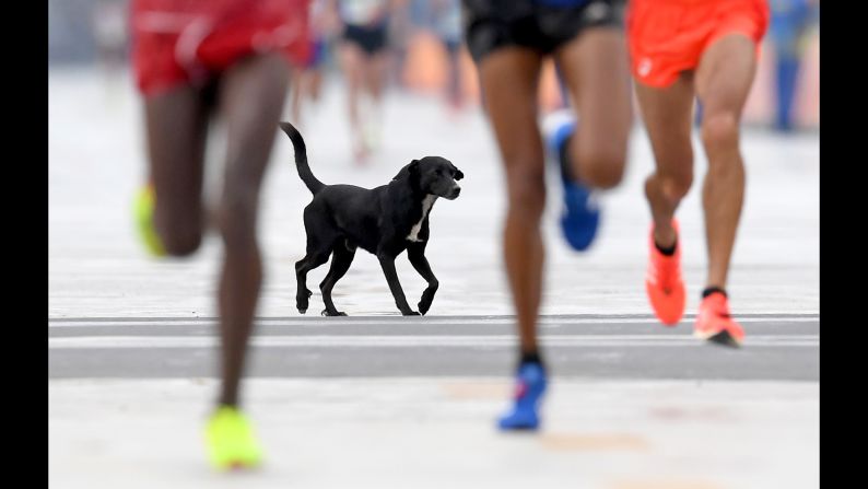 A dog joins the race as runners approach the finish line of the men's marathon.