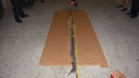 10 foot snake on the loose
