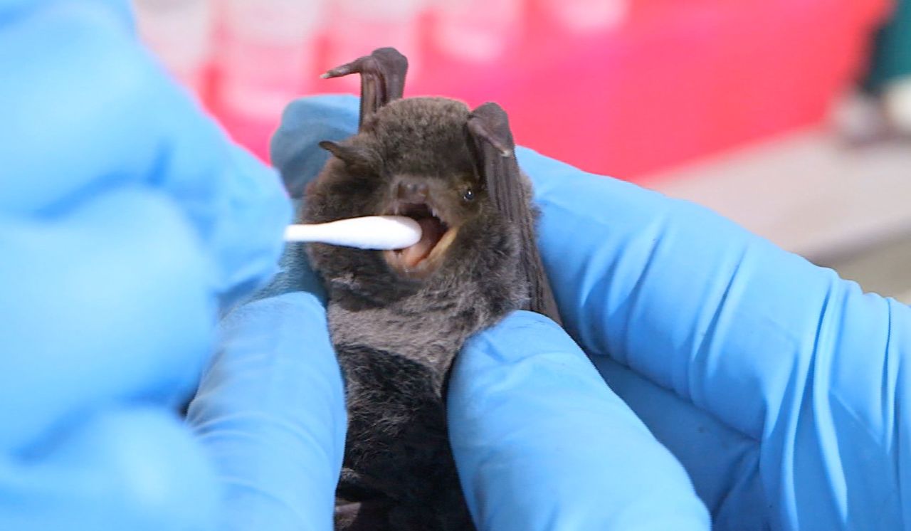 There are 1,240 species of bats worldwide, which may explain why many viruses can be found inside them.