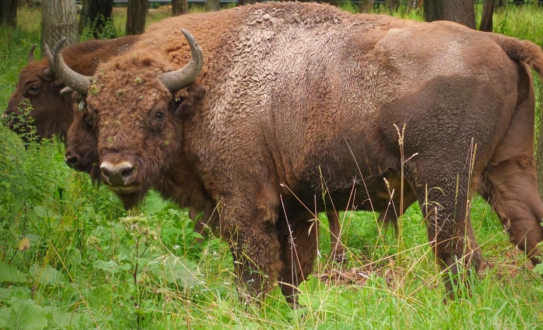 The Bialowieza Forest has the biggest population of freely-roaming European bison in the world. 