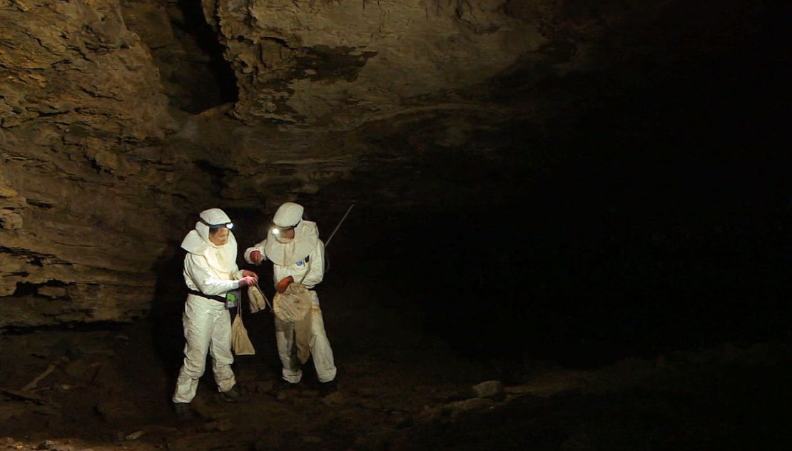 Bats often roost in caves like this one in South Africa, where scientists are testing bats for rabies. 