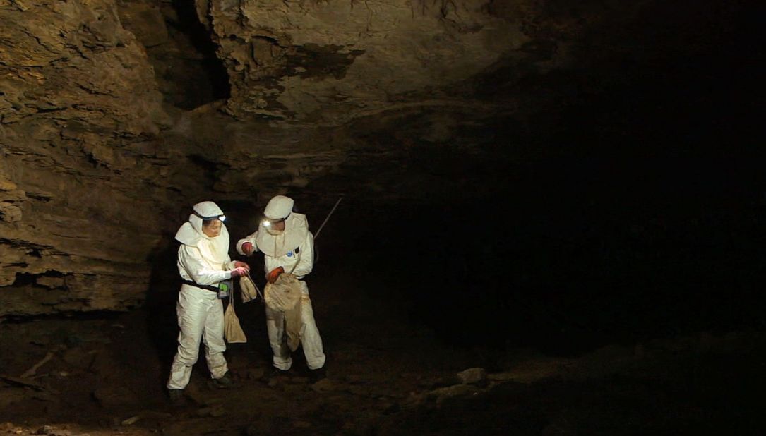 Bats are considered the most likely natural host, given that they overlap with humans geographically and can carry Ebola infection without symptoms. Pictured, virus hunters have been tracking bats inside Grootboom cave near Johannesburg. 