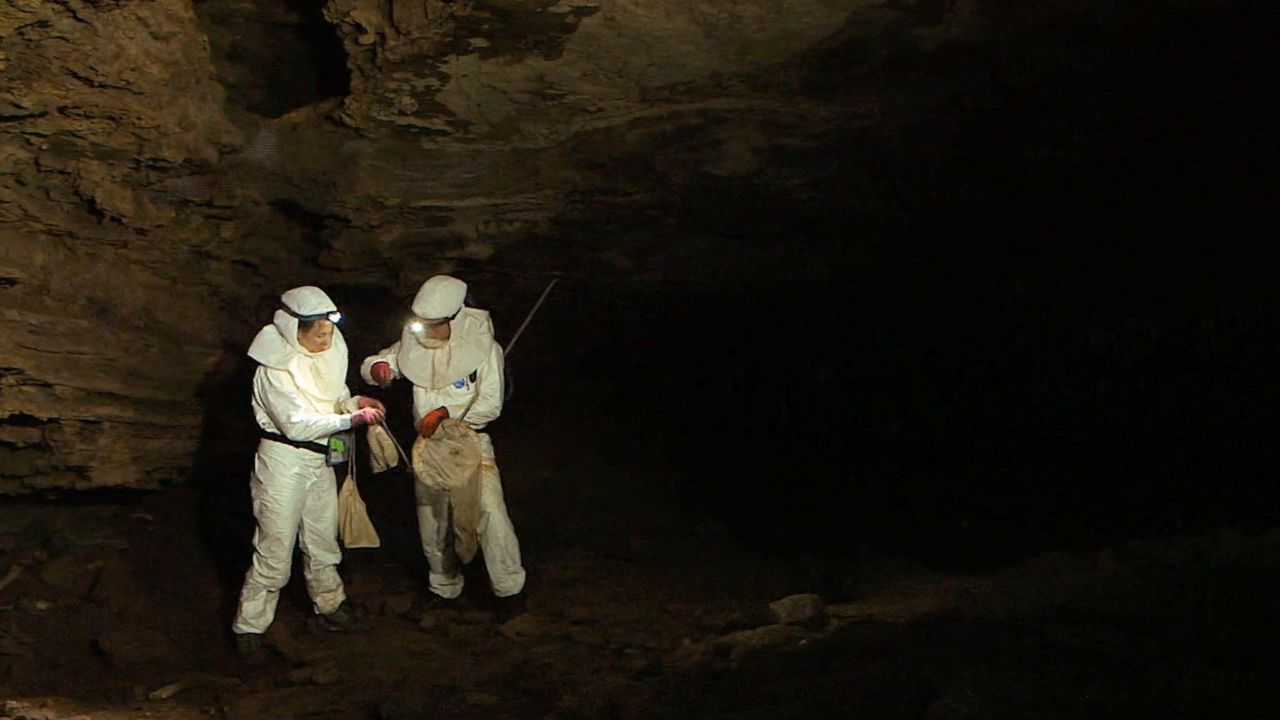 Bats often roost in caves like this one in South Africa, where scientists are testing bats for rabies. 