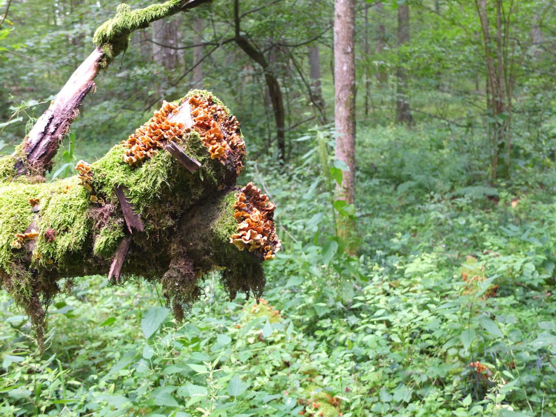 The primeval forest of Bialowieza is one of the most biodiverse ecosystems in Europe.