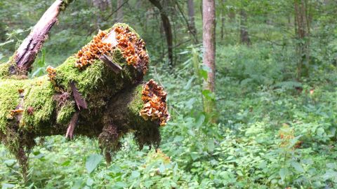 The primeval forest of Bialowieza is one of the most biodiverse ecosystems in Europe.