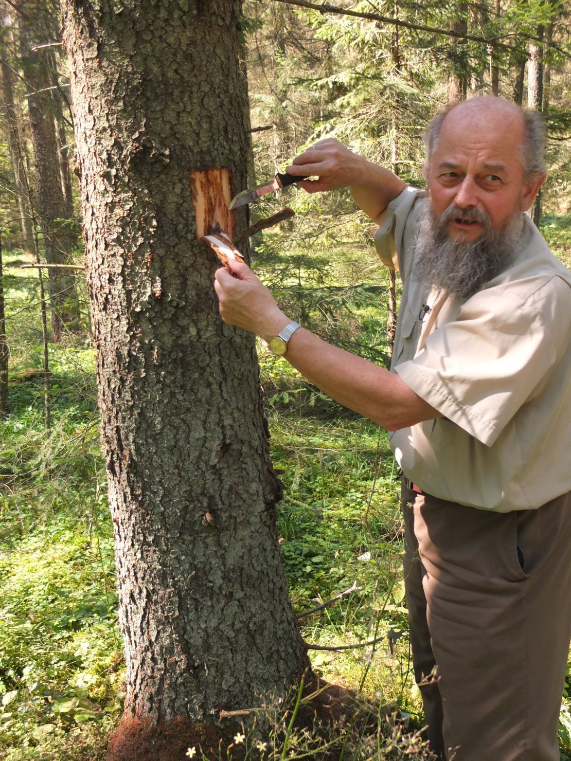 Forester Andrzej Antczak, says these spruce trees need to be cut down to stop the spread.