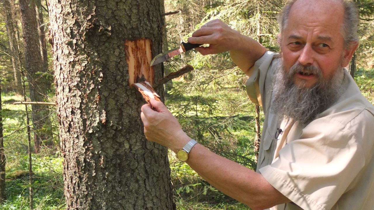Forester Andrzej Antczak, says these spruce trees need to be cut down to stop the spread.