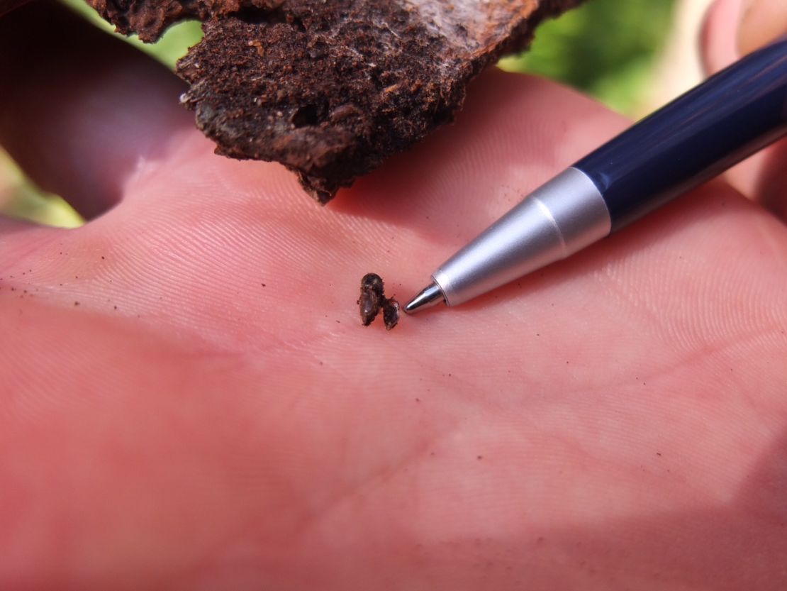 Tiny but deadly: The beetle threatening Europe's primeval forest