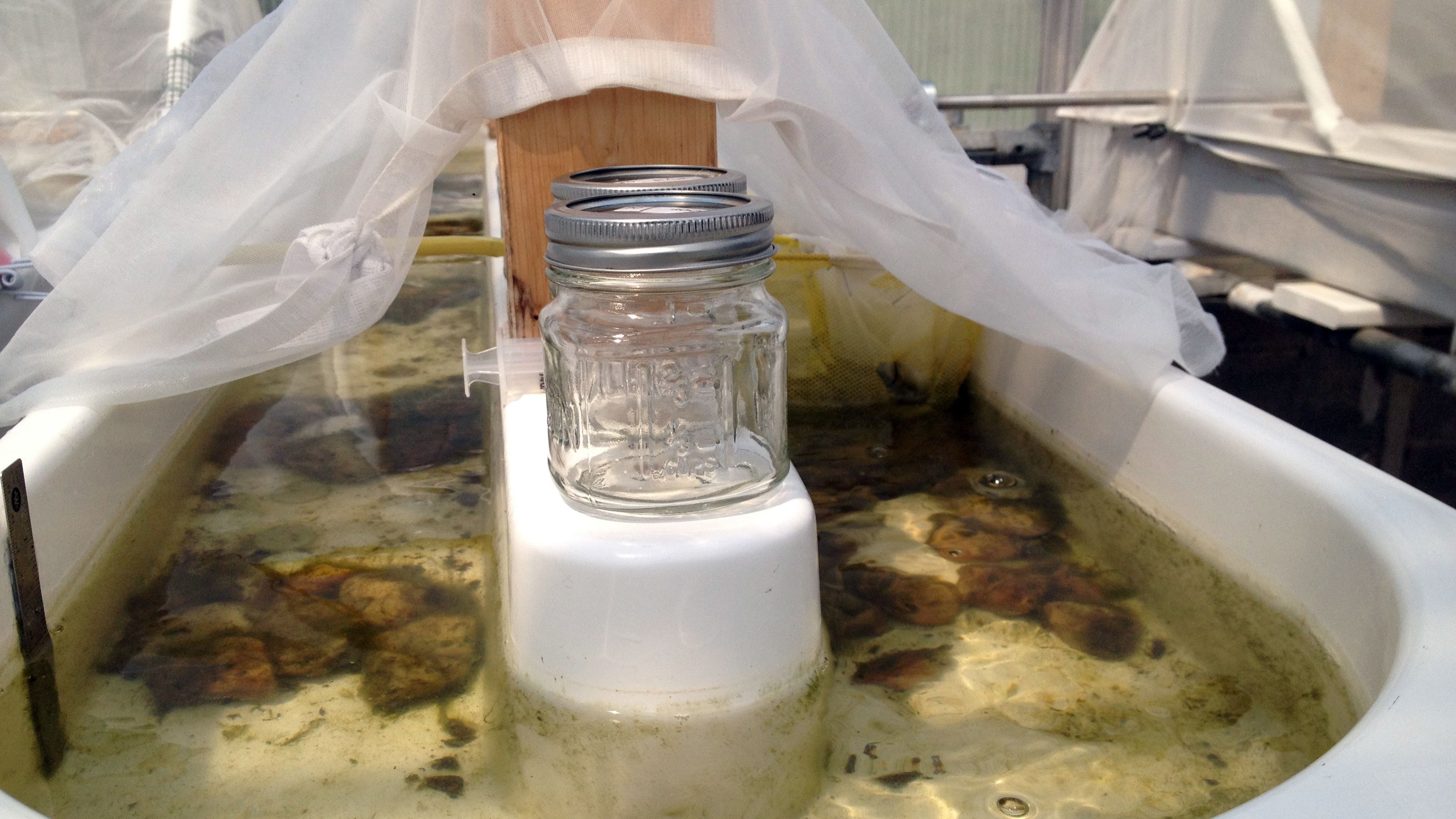 In one of the artificial streams, jars were used to measure the rate of organisms' oxygen production and consumption.