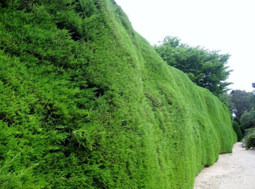 The evergreen Ashcombe Maze now stands more than three meters high (9.8 ft), and is two meters wide (6.6 ft) in parts. It's clipped three times a year to keep its shape. 