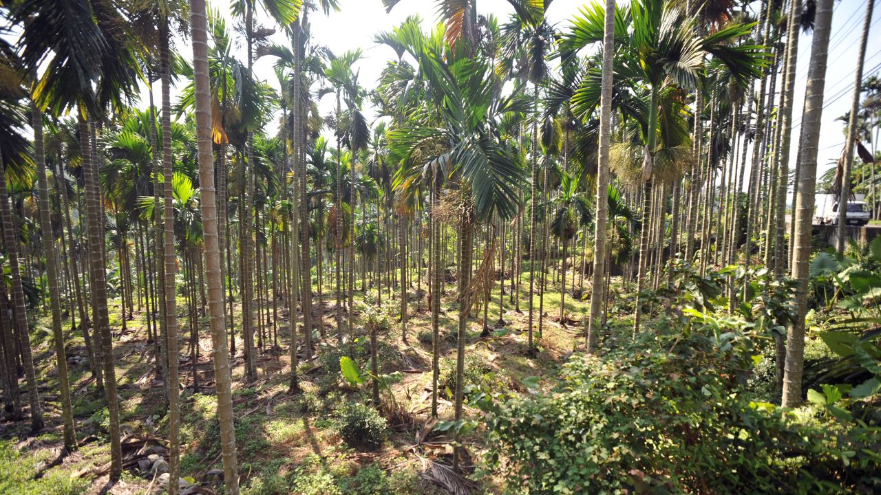 Taiwan wants farmers to grow tea, mango and citrus fruit instead of betel nut, which is a key part of the economy.