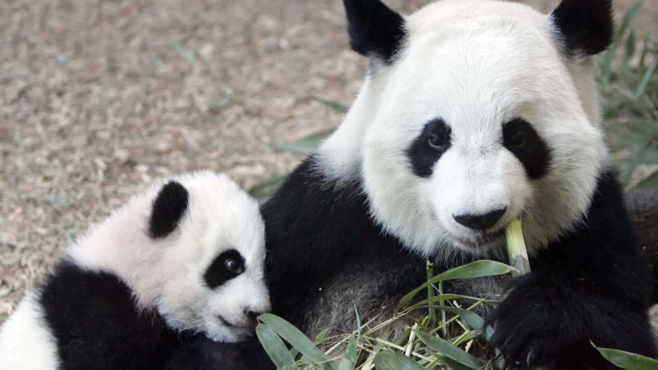 FILE - In this Jan. 12, 2007 file photo, Giant Panda panda mother Lun Lun , right, eats bamboo as her cub Mei Lan explores her new habitat at Zoo Atlanta. Zoo Atlanta said in a news release Tuesday, Aug. 23, 2016, that its veterinary team obtained an ultrasound image from Lun Lun confirming the presence of a second fetus. Lun Lun, who turns 19 on Thursday, was artificially inseminated in March. Her pregnancy was confirmed Aug. 16. (AP Photo/John Bazemore, File)