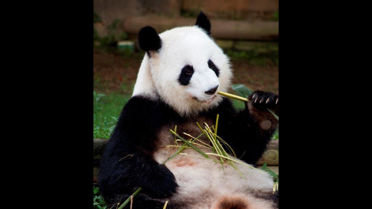 Giant panda mom Lun Lun is expecting twins at the Atlanta Zoo, again!
