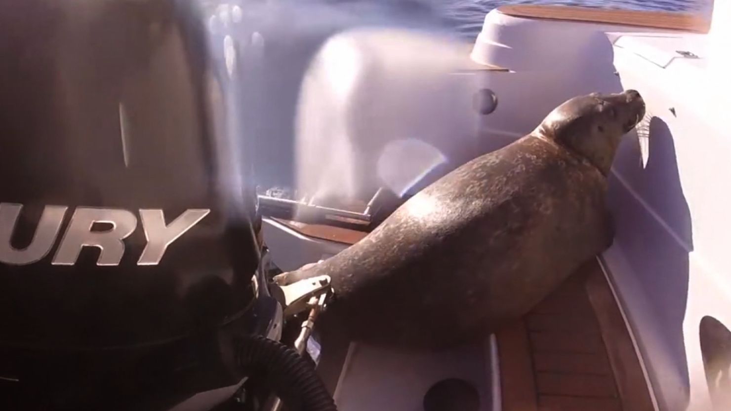 seal jumps on boat to avoid orca whales