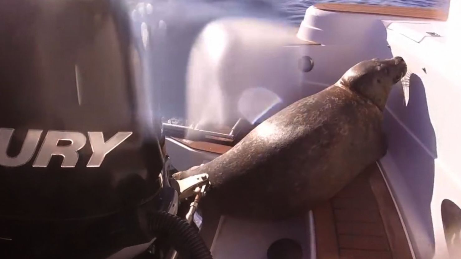 Sea Lion Jumps On Boat To Avoid Killer Whales Scared seal hides on boat from killer whales | CNN