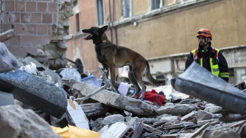 A dog searches for people trapped in collapsed buildings in Amatrice.