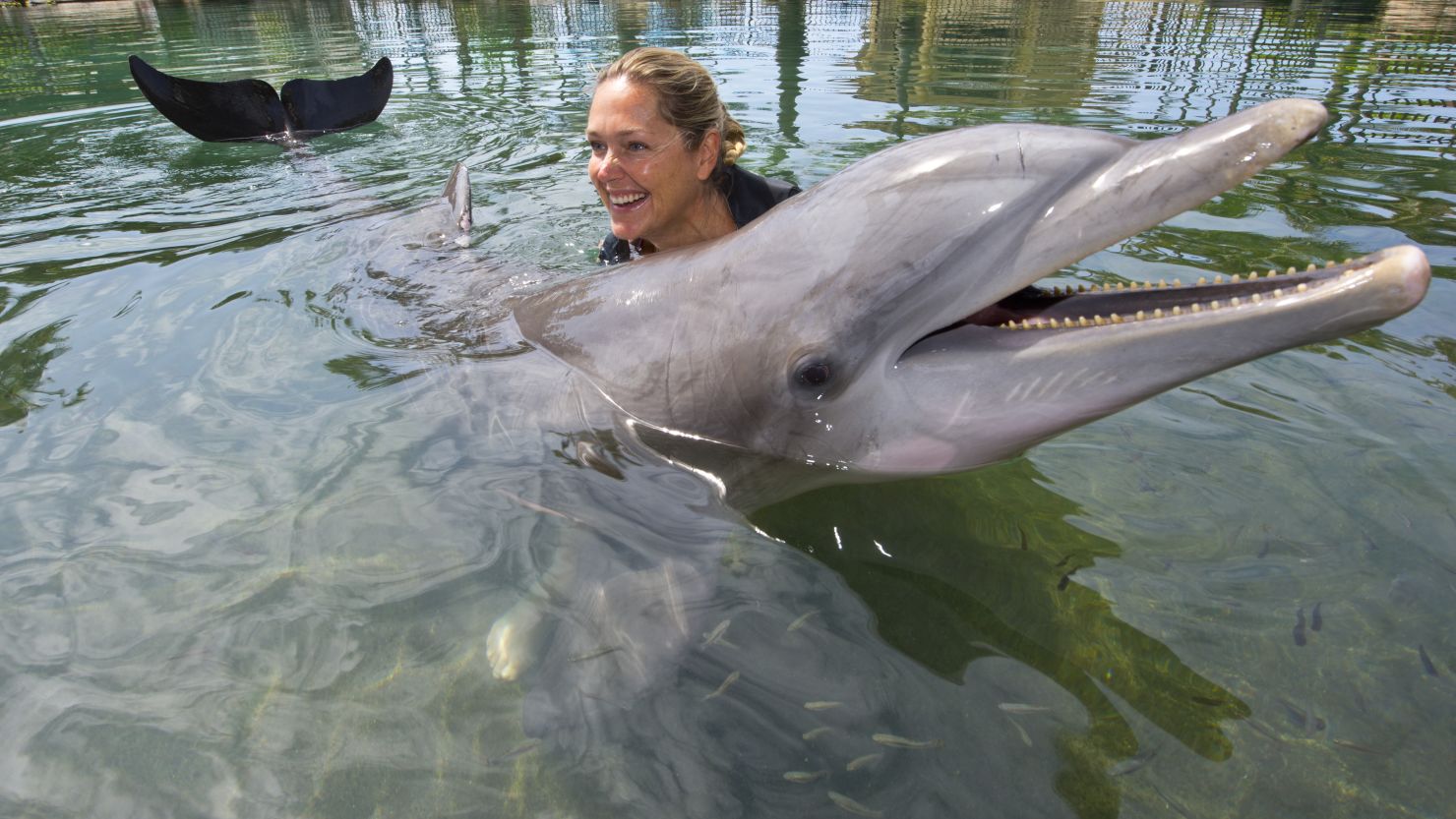 Swimming with dolphins has been one of the attractions at Honolulu's Kahala Hotel.