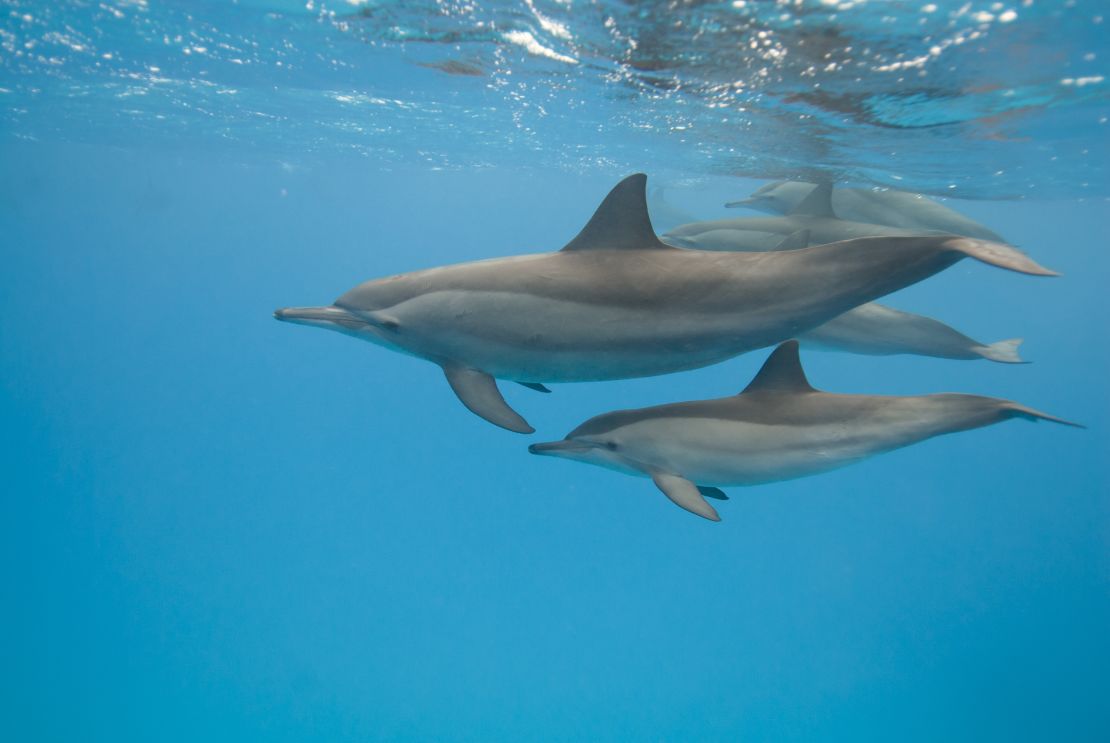 Swimming with Hawaii's spinner dolphins can be harmful to them, NOAA says. 
