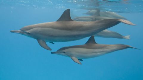 Swimming with Hawaii's spinner dolphins can be harmful to them, NOAA says.