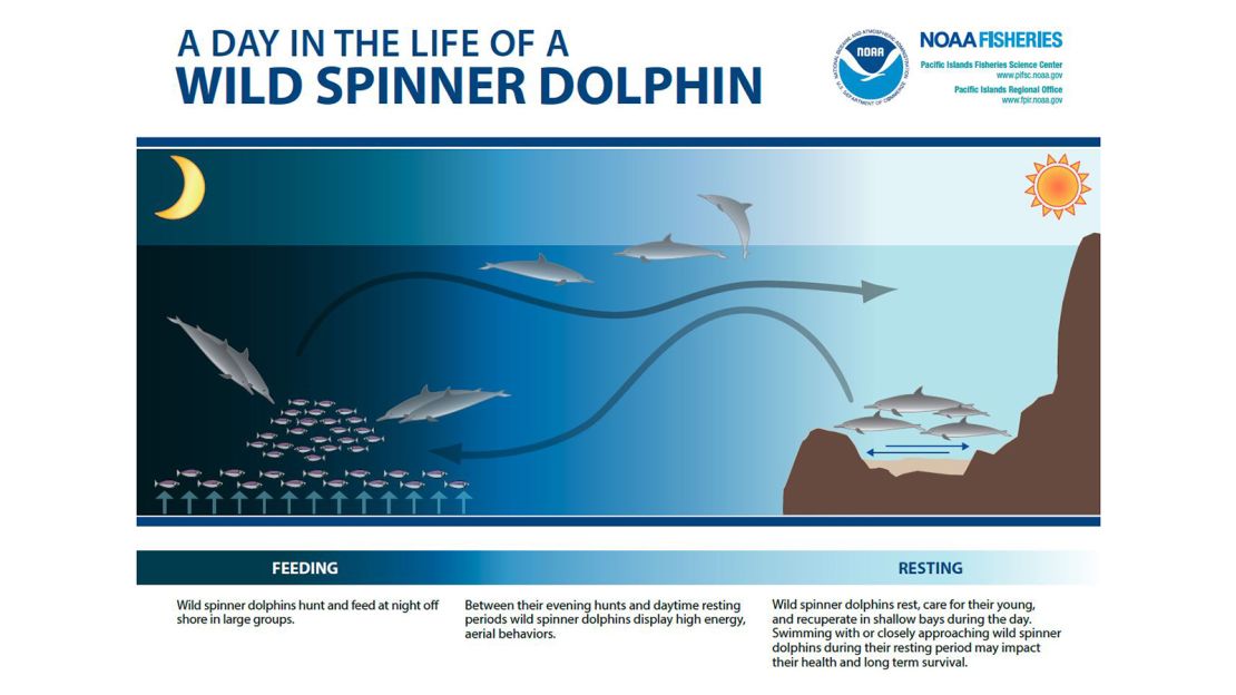 A day in the life of a wild spinner dolphin.