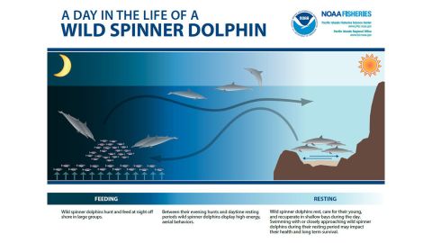 A day in the life of a wild spinner dolphin.