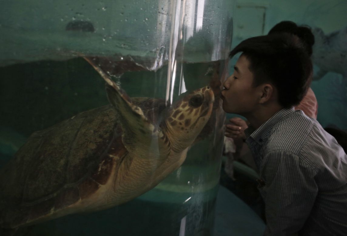 A North Korean man kisses a turtle through the glass of its tank at the newly opened Pyongyang Central Zoo in North Korea. 