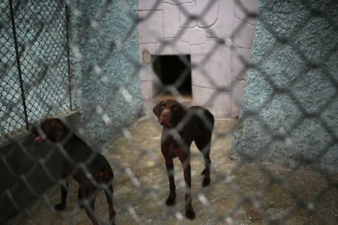 Dogs look out from inside a pen at Pyongyang's new zoo in North Korea.