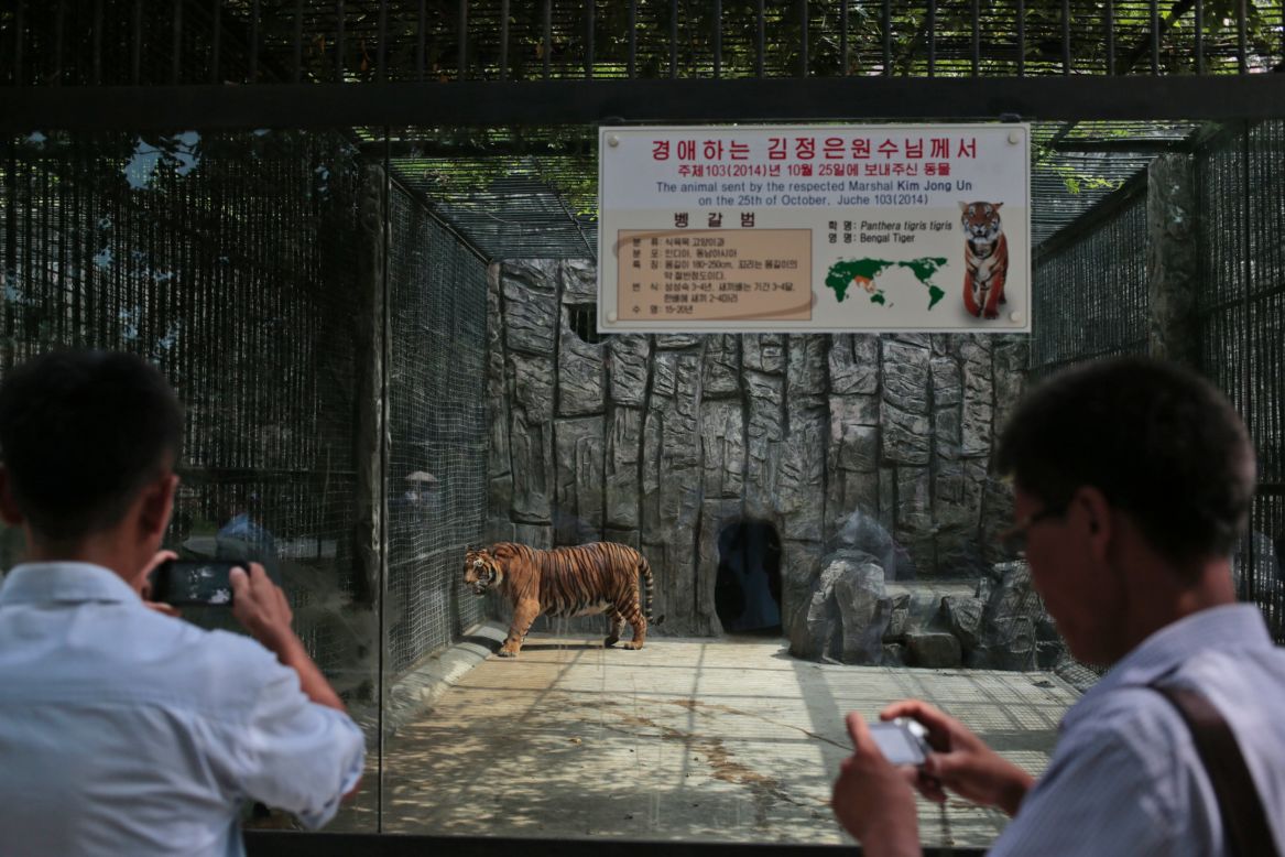 North Korean men snap pictures of a tiger at the Pyongyang Zoo.